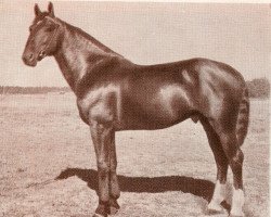 Deckhengst Galops (Lettisches Warmblut, 1971, von Gaidis)