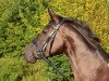 broodmare Chocolate au lait (Hanoverian, 2007, from Contendros Bube)