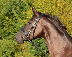 broodmare Chocolate au lait (Hanoverian, 2007, from Contendros Bube)