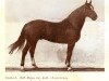 stallion Danko (Latvian Warmblood, 1978, from Demosfēns)