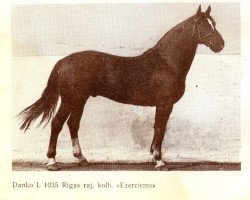 stallion Danko (Latvian Warmblood, 1978, from Demosfēns)