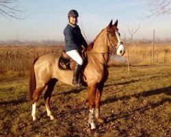 horse Grippen (Oldenburg show jumper, 2012, from Griseldi)