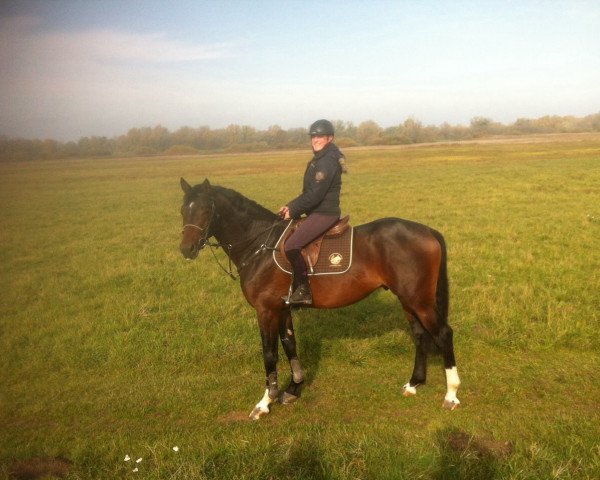 Pferd Arkan 14 (Oldenburger Springpferd, 2014, von Arko III)