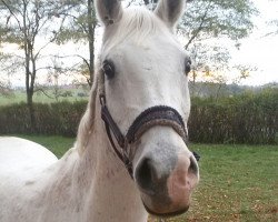 broodmare Gharia (Shagya Arabian, 1994, from Talal ox)