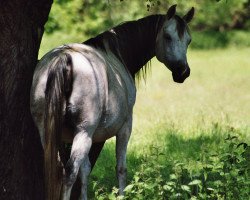 broodmare Aswana V ox (Arabian thoroughbred, 1995, from Mansul ox)