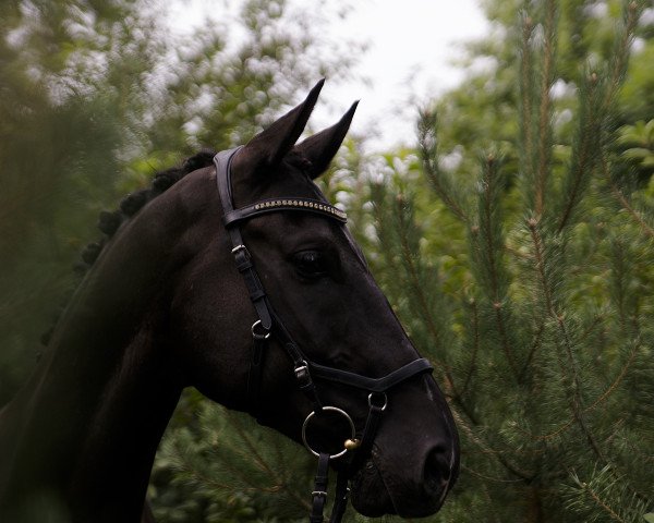 dressage horse Dijon 37 (Austrian Warmblood, 2008, from Depardieu 11)