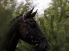 dressage horse Dijon 37 (Austrian Warmblood, 2008, from Depardieu 11)