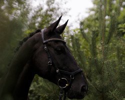 Dressurpferd Dijon 37 (Österreichisches Warmblut, 2008, von Depardieu 11)