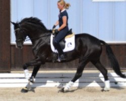 broodmare Florestin (Hanoverian, 2010, from Fuechtels Floriscount OLD)