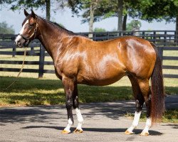 broodmare Everlasting Beauty xx (Thoroughbred, 2005, from Stormy Atlantic xx)