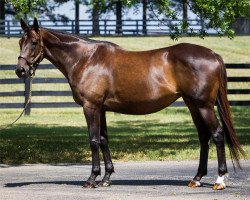 broodmare Baroness Amoura xx (Thoroughbred, 2005, from Theatrical xx)