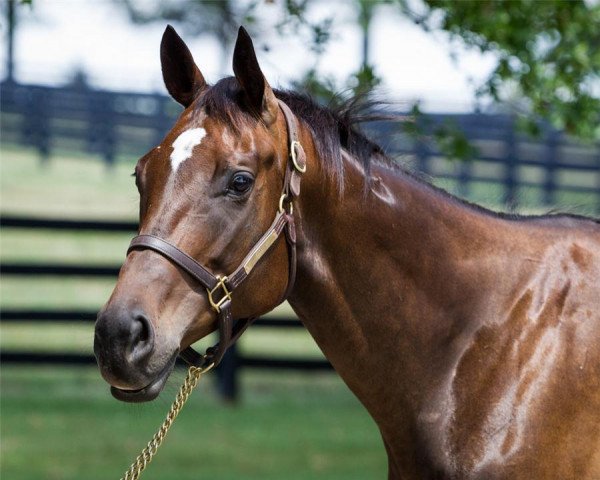 broodmare Tamar xx (Thoroughbred, 2005, from Indian Charlie xx)