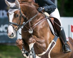 dressage horse Havjeras (Trakehner, 2011, from Hipoidas)