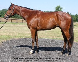 horse Nomo Ron xx (Thoroughbred, 2015, from Paynter xx)