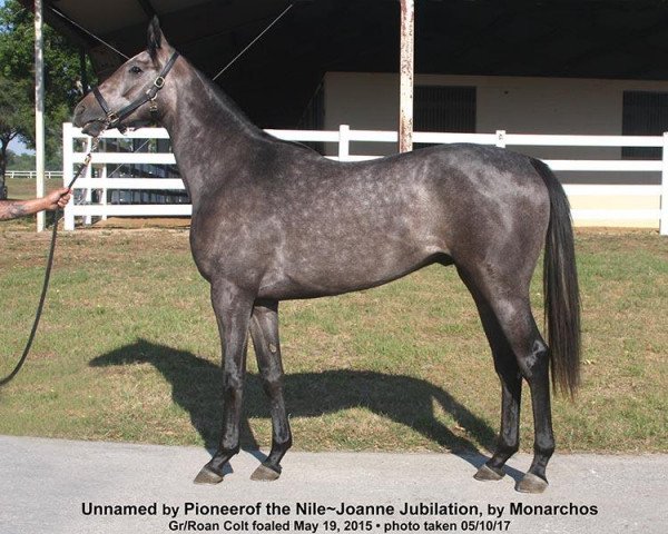 horse Egyptian Prince xx (Thoroughbred, 2015, from Pioneerof The Nile xx)