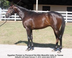 horse Egyptian Pioneer xx (Thoroughbred, 2015, from Pioneerof The Nile xx)