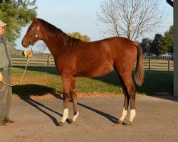 horse Lethal Levy xx (Thoroughbred, 2016, from Paynter xx)