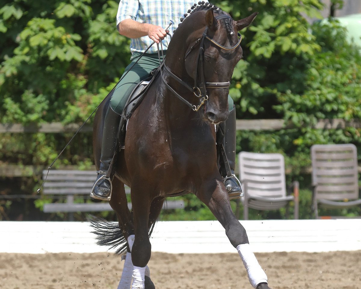 stallion Roosevelt (Hanoverian, 1999, from Rubinstein I)
