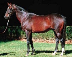 stallion Theatrical xx (Thoroughbred, 1982, from Nureyev xx)