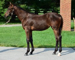 horse Stute von American Pharoah xx (Thoroughbred, 2017, from American Pharoah xx)