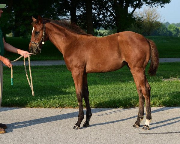 horse Stute von Paynter xx (Thoroughbred, 2017, from Paynter xx)