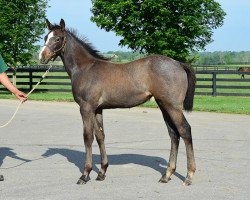 horse Stute von Bodemeister xx (Thoroughbred, 2017, from Bodemeister xx)