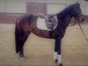 broodmare La Luna 388 (Westphalian, 2014, from Laudabilis)