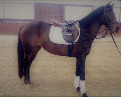 broodmare La Luna 388 (Westphalian, 2014, from Laudabilis)