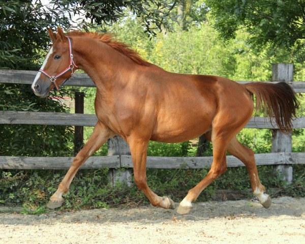 jumper Icarus (KWPN (Royal Dutch Sporthorse), 2013, from Arezzo VDL)