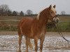 Pferd Annabel (Haflinger, 2010, von Stoanmandl-C)