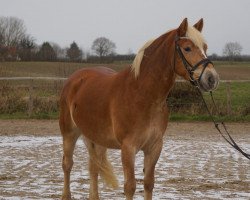 horse Annabel (Haflinger, 2010, from Stoanmandl-C)