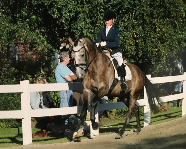 dressage horse Dr. Darius E.D. (Hanoverian, 2013, from Damsey FRH)