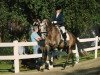 dressage horse Dr. Darius E.D. (Hanoverian, 2013, from Damsey FRH)