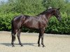 broodmare Signorina (Westphalian, 2012, from Spirit 370)