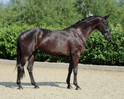 broodmare Signorina (Westphalian, 2012, from Spirit 370)