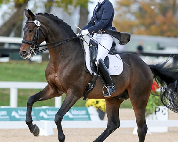 stallion Schroeder (Hanoverian, 2004, from Sandro Hit)