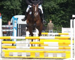 jumper Cimara 5 (Oldenburg show jumper, 2013, from Cafe's Champus)