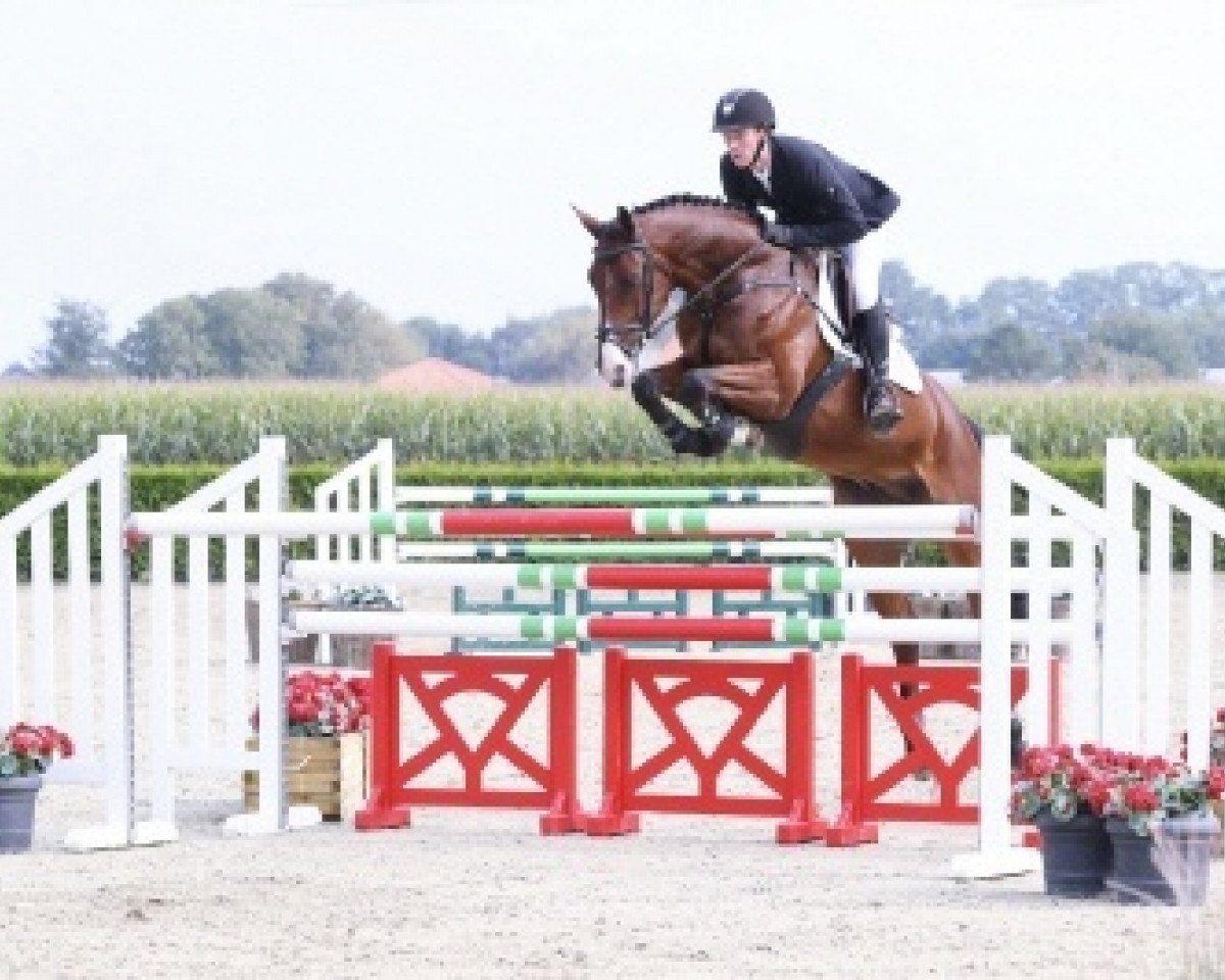 Springpferd QUINCY 200 (Oldenburger Springpferd, 2011, von Quintero)