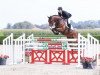 jumper Quincy 200 (Oldenburg show jumper, 2011, from Quintero)