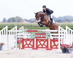 jumper Quincy 200 (Oldenburg show jumper, 2011, from Quintero)