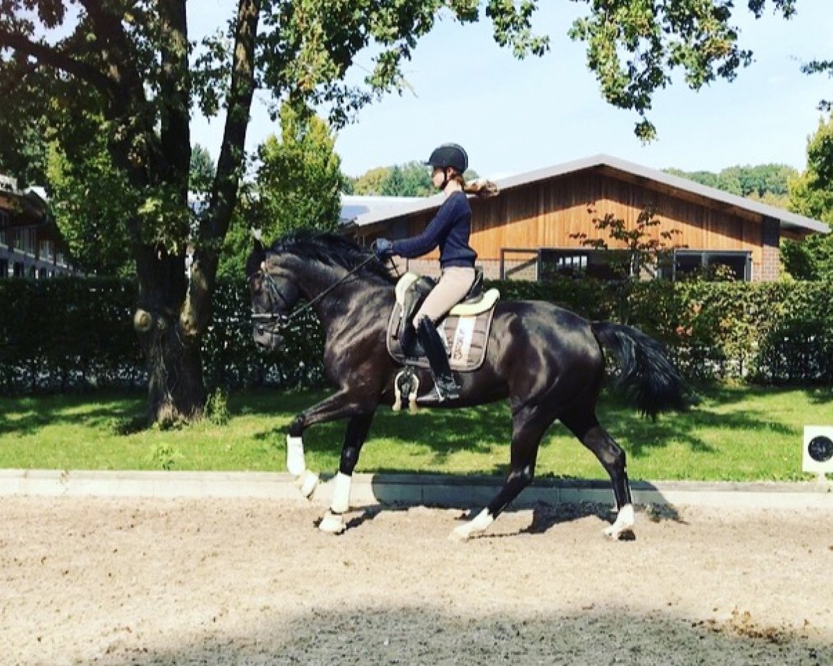 dressage horse Favignana 3 (Oldenburg, 2011, from Florencio I)
