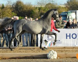 Springpferd Caliano (Holsteiner, 2015, von Cornet Obolensky)