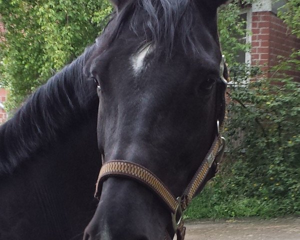 broodmare Anazur (Westphalian, 2003, from Azur de Paulstra)