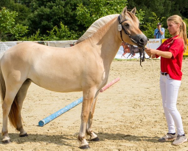 broodmare Elly (Fjord Horse, 2014, from Edwin)