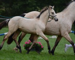 horse Lonely Twin Irish Cream (Connemara Pony, 2017, from Thiergartenhof's Idefix)