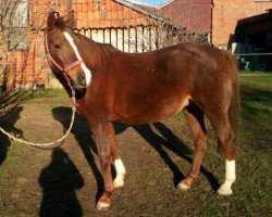 horse Medina ox (Arabian thoroughbred, 1998, from Bajadere ox)