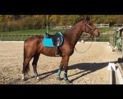 jumper Chucky Boy (Luxembourg horse, 2013, from Conway II)