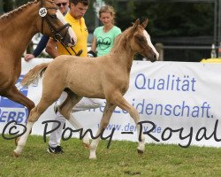 Zuchtstute Violetta 89 (Deutsches Reitpony, 2016, von Vincenzo NRW)