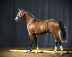 stallion Neymar (German Riding Pony, 2015, from Navignon)