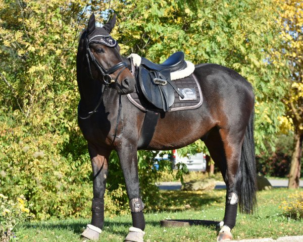 dressage horse Semino (German Riding Pony, 2012, from AMD Superb)